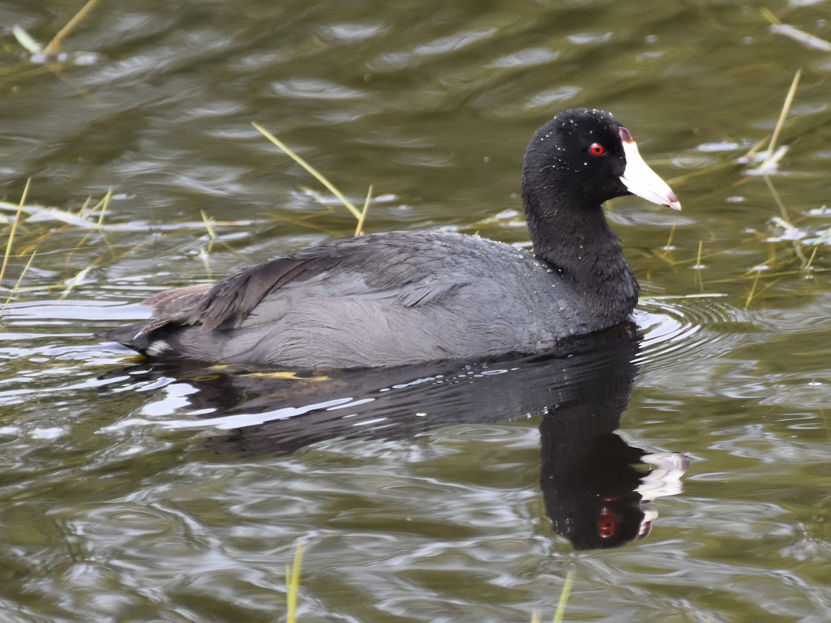 American Coot - ML620512262