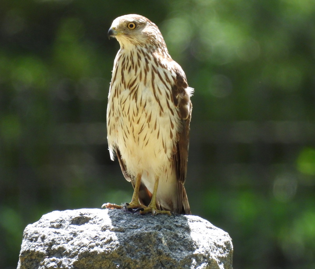 Cooper's Hawk - ML620512264