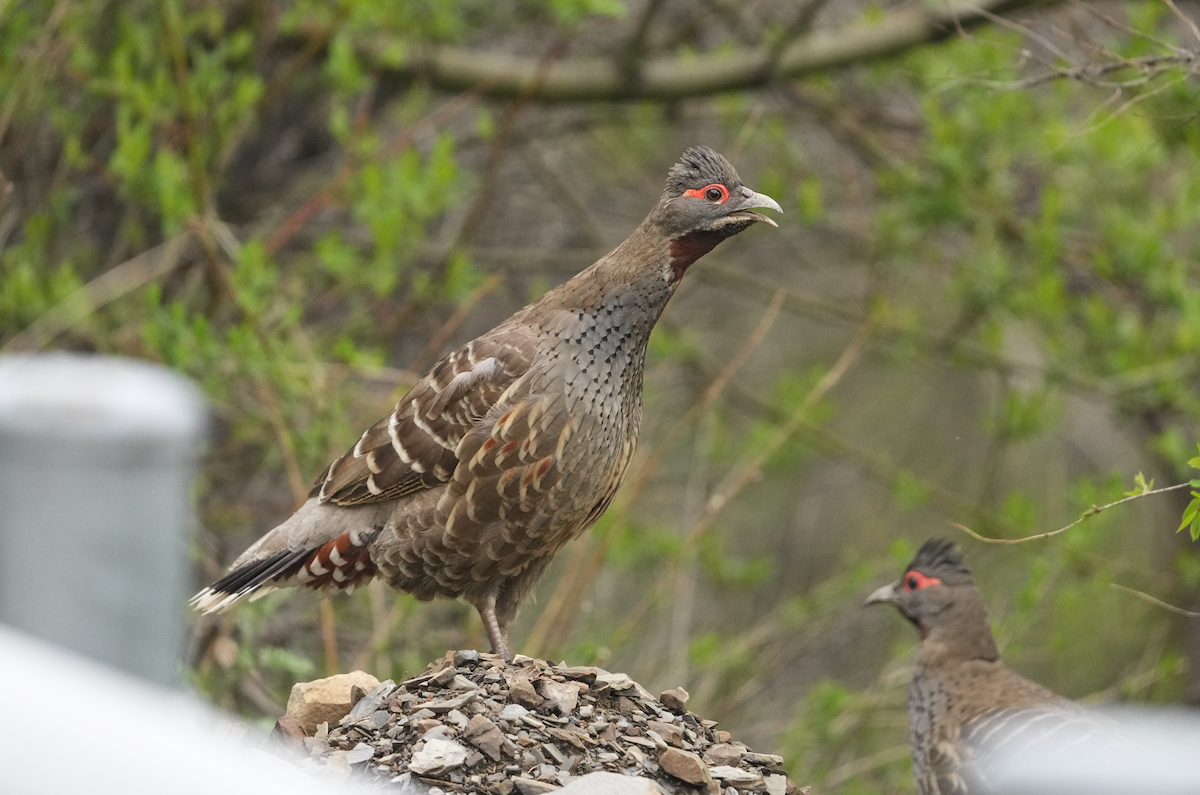 Chestnut-throated Monal-Partridge - ML620512265