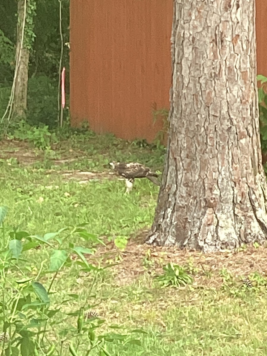 Red-shouldered Hawk - ML620512266