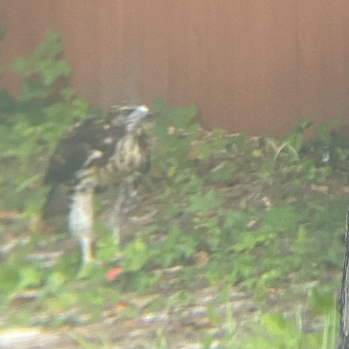 Red-shouldered Hawk - ML620512267