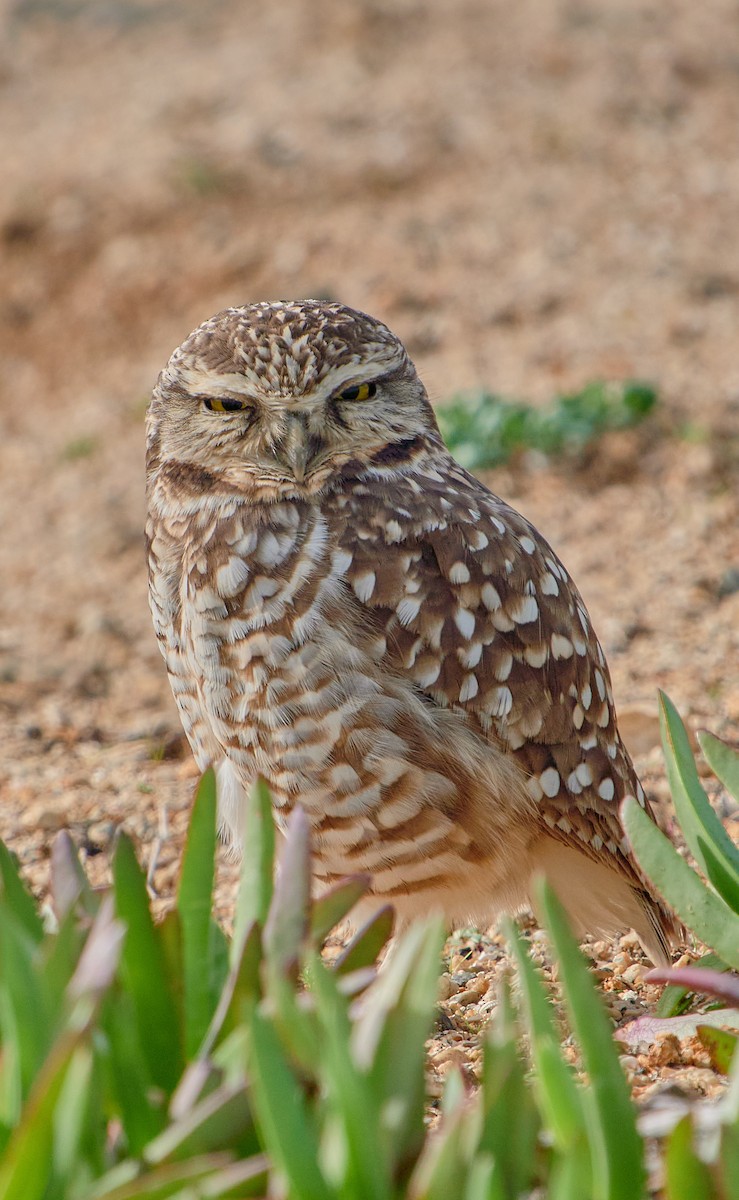 Burrowing Owl - ML620512268