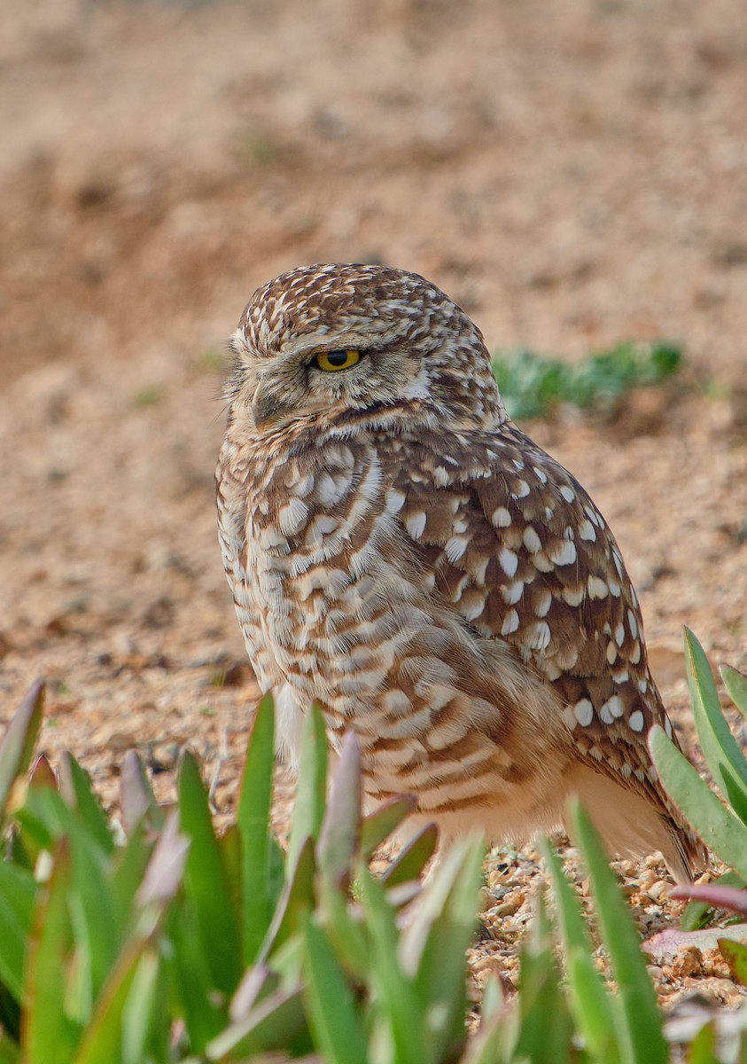 Burrowing Owl - ML620512269