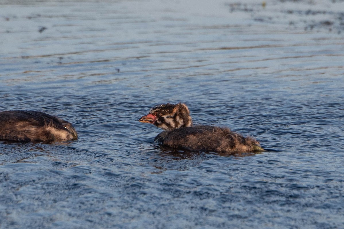 Pied-billed Grebe - ML620512275