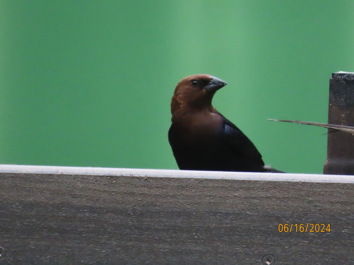 Brown-headed Cowbird - ML620512280