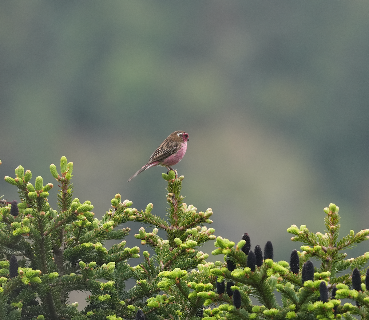 Chinese White-browed Rosefinch - ML620512282