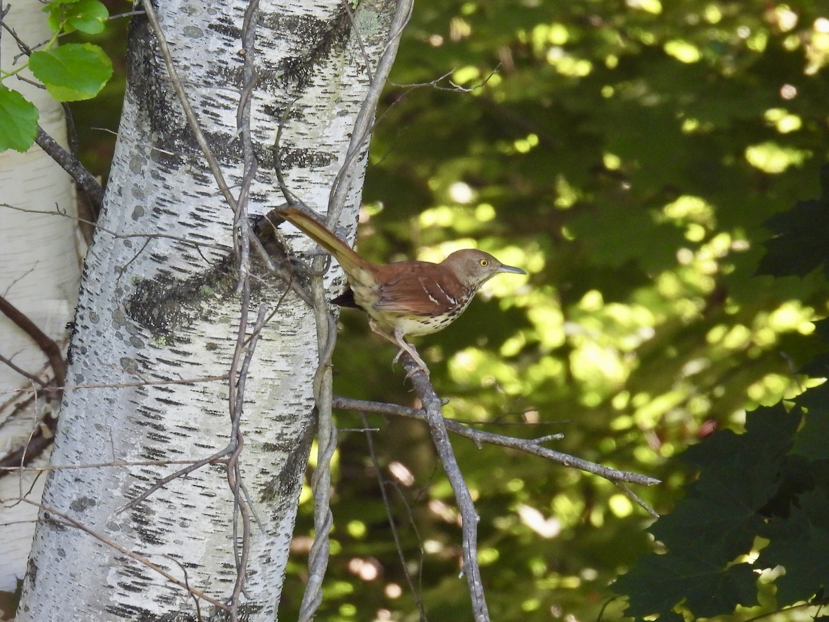 Brown Thrasher - ML620512286