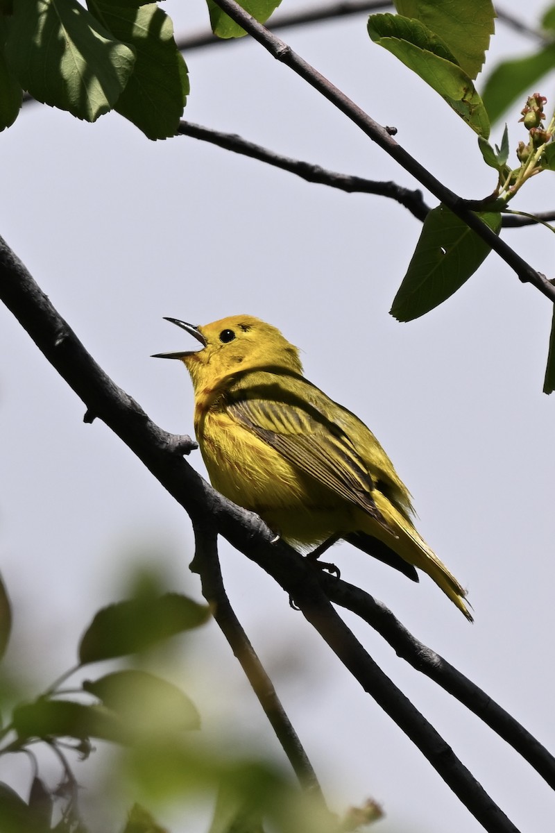 Paruline jaune - ML620512288