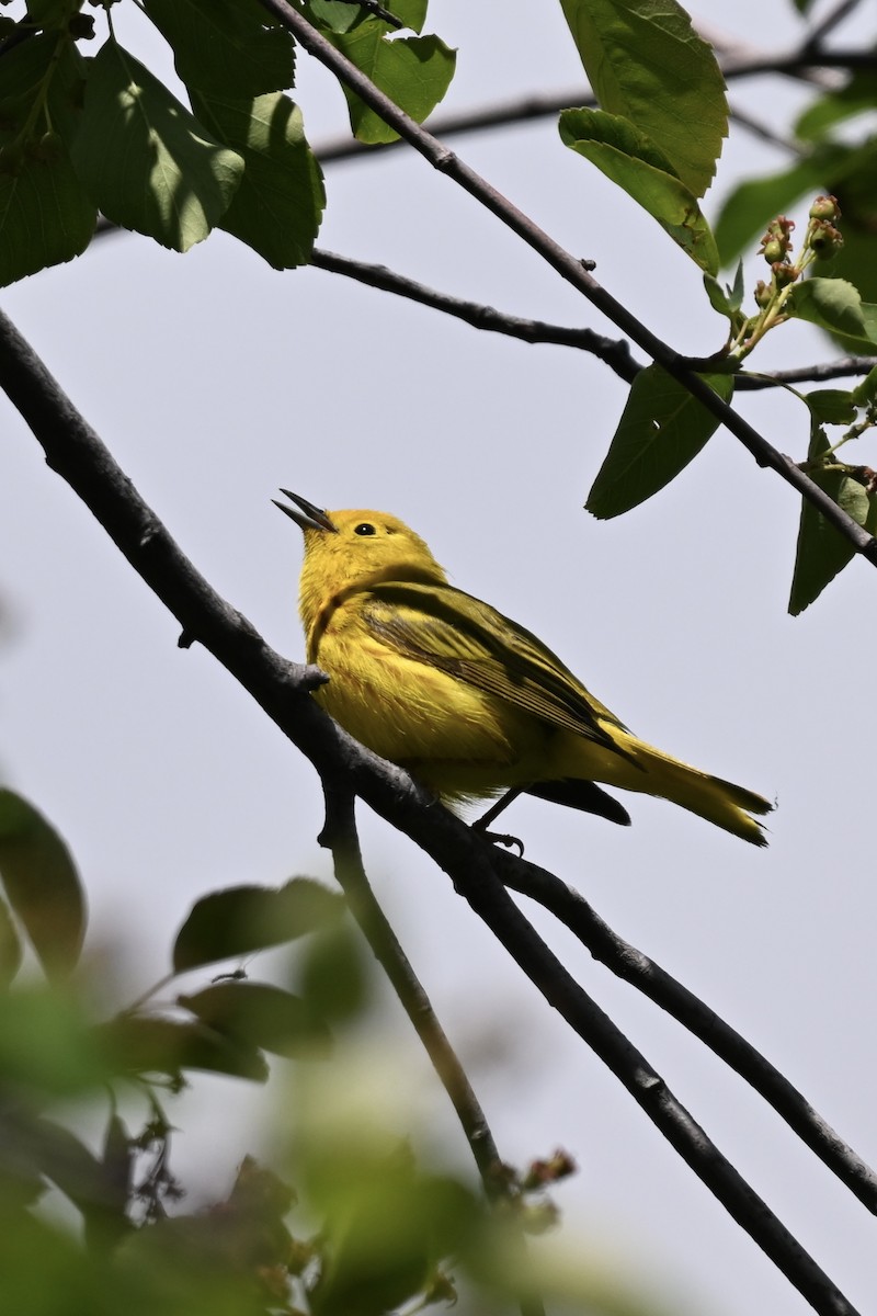 Paruline jaune - ML620512289