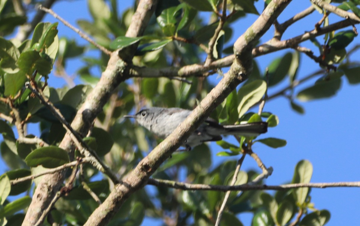 ברחשית כחלחלה - ML620512291