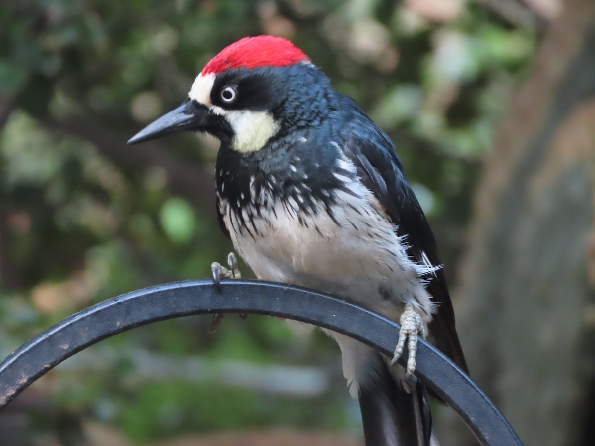 Acorn Woodpecker - Martha Pallin