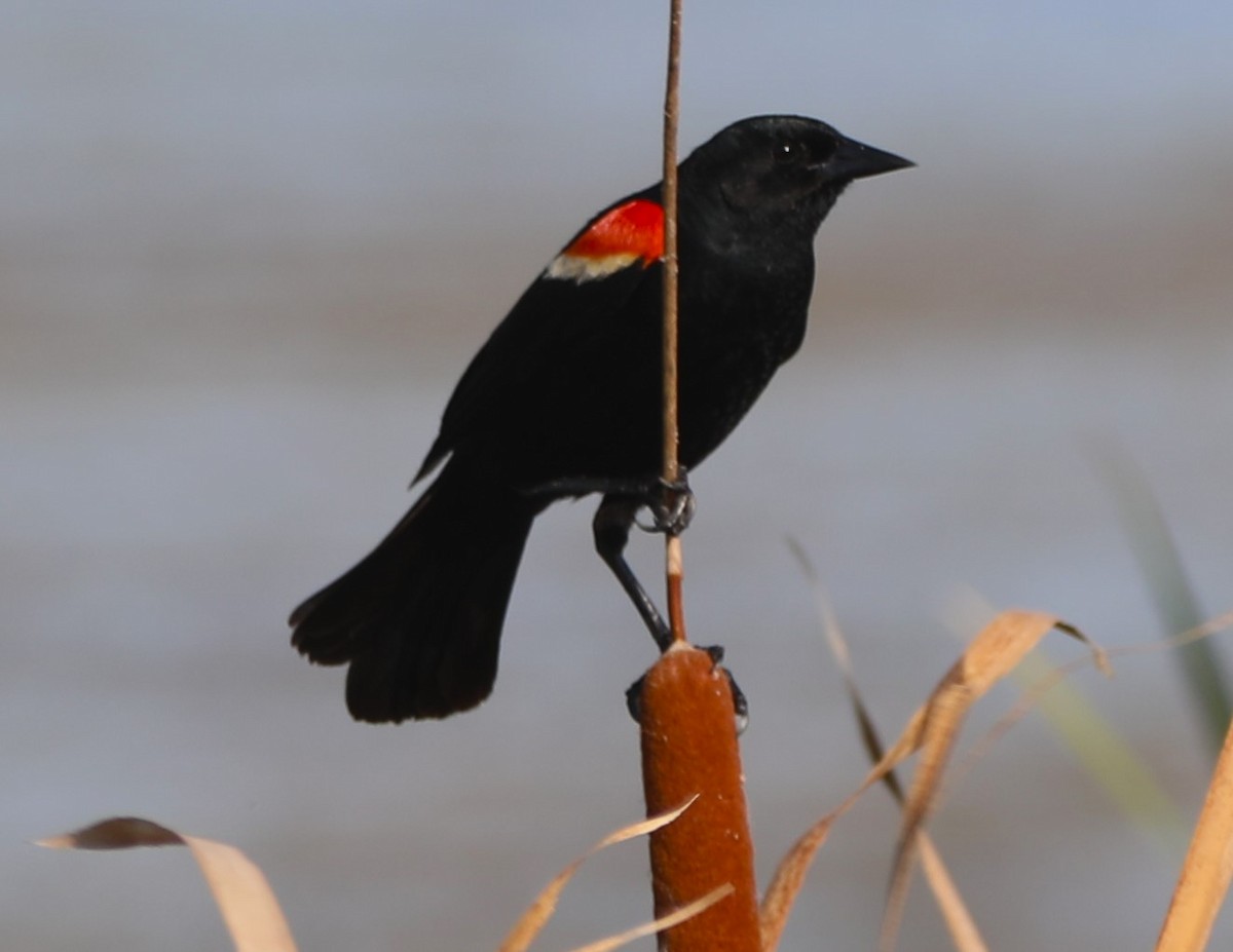 Red-winged Blackbird - ML620512297