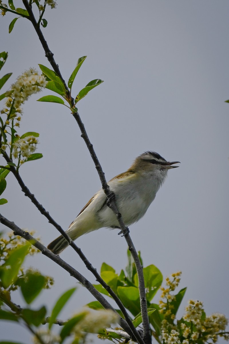 Red-eyed Vireo - Martin Kennedy