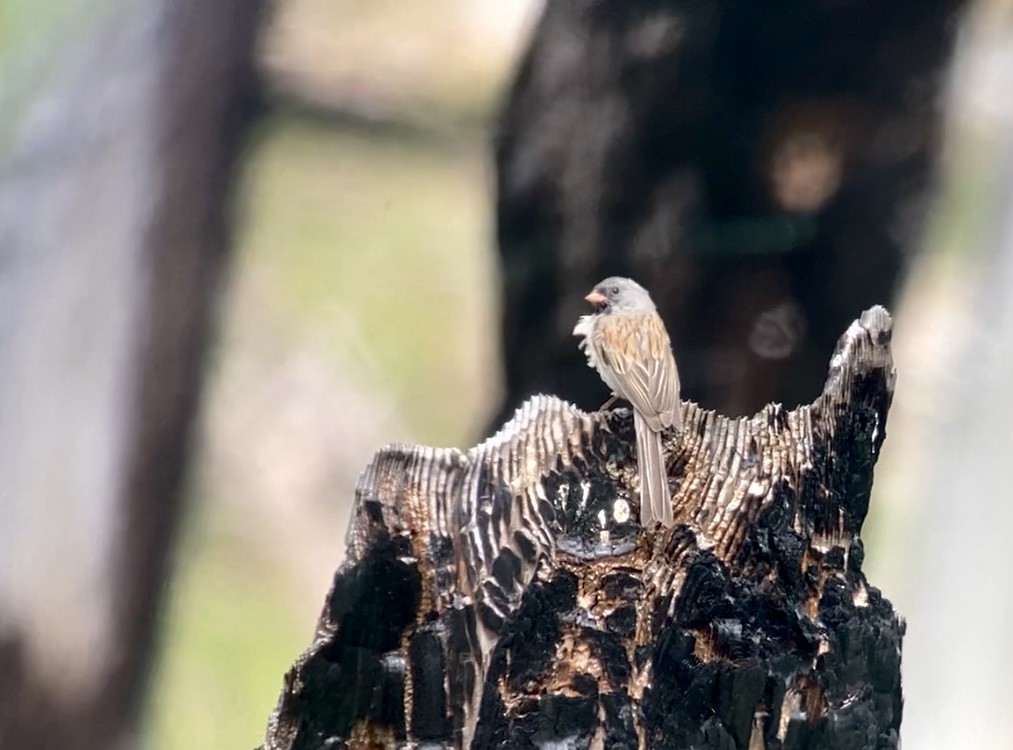 Black-chinned Sparrow - ML620512299