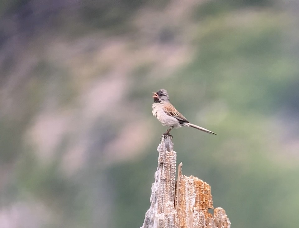 Black-chinned Sparrow - ML620512300