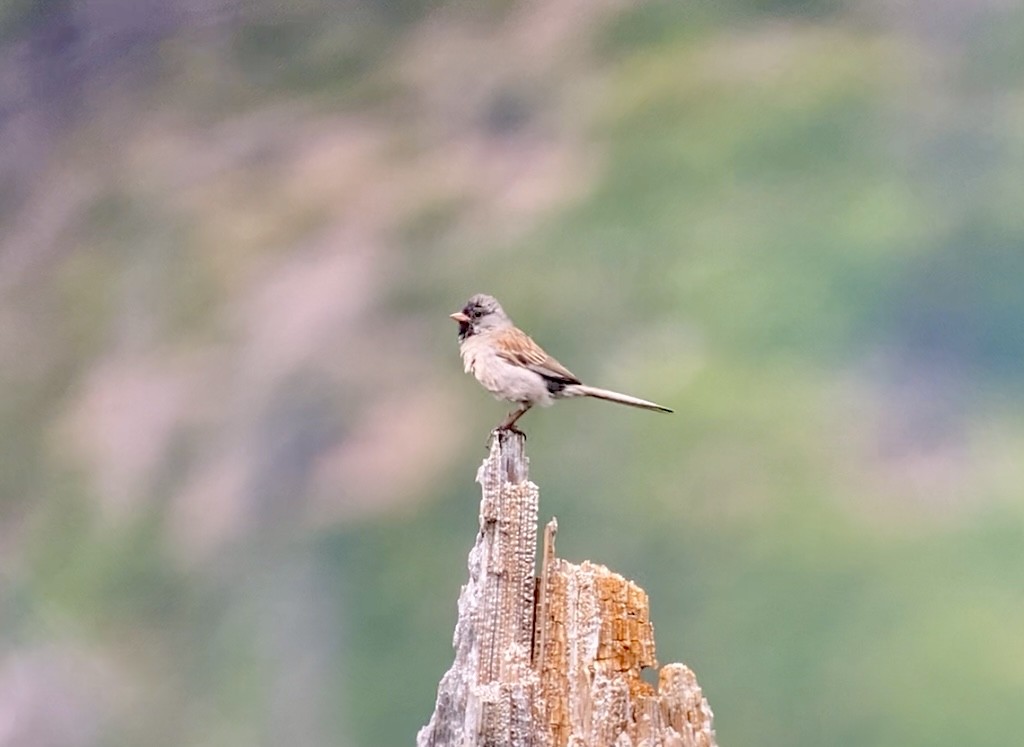 Black-chinned Sparrow - ML620512301