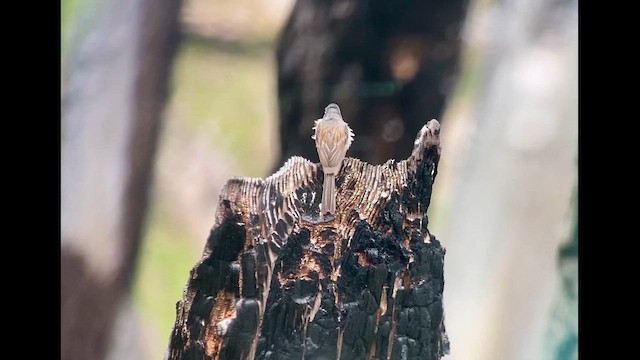 Black-chinned Sparrow - ML620512302