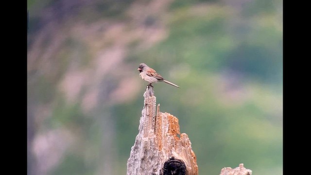 Black-chinned Sparrow - ML620512303