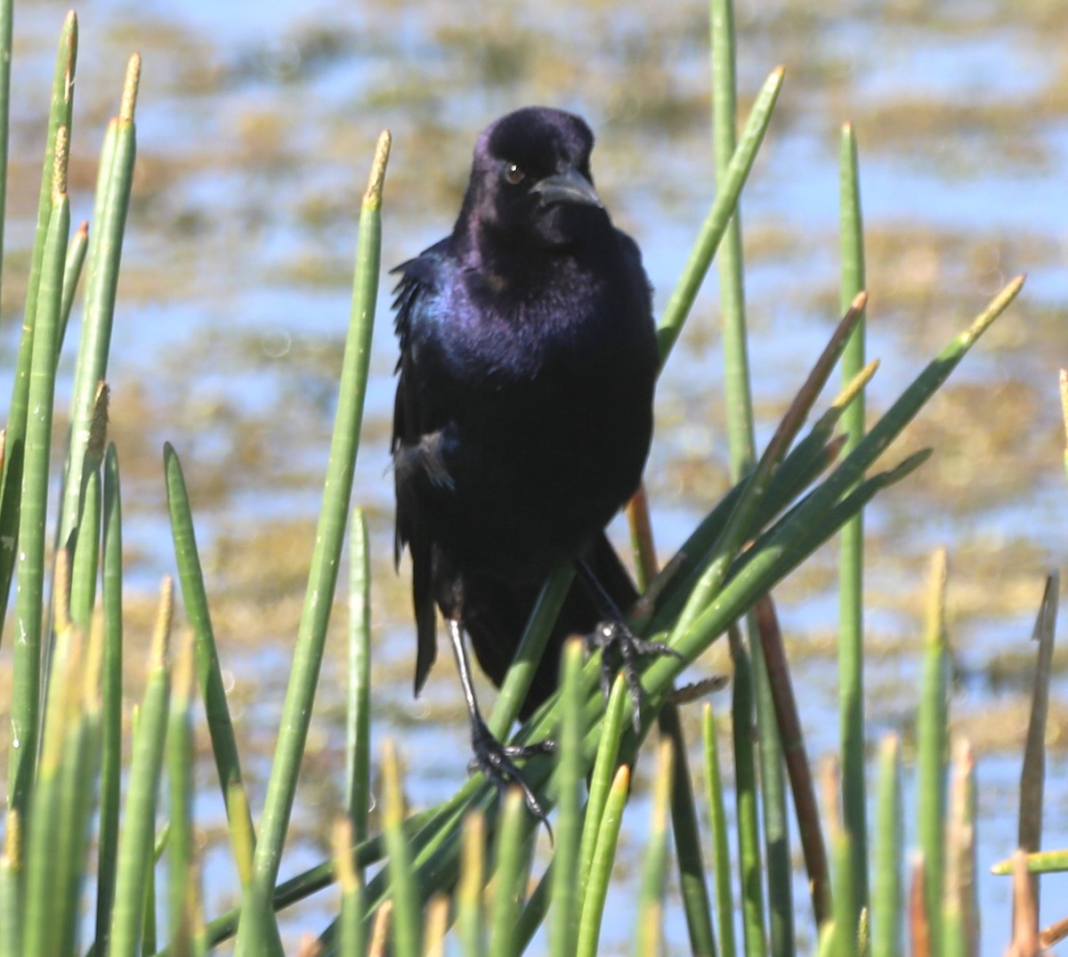 Boat-tailed Grackle - ML620512306