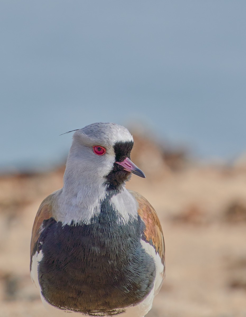 Southern Lapwing - ML620512307