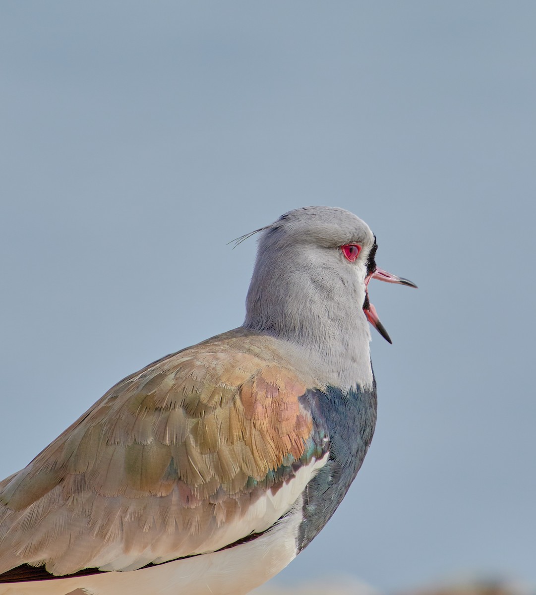 Southern Lapwing - ML620512308