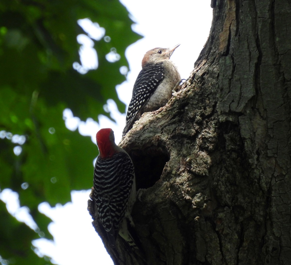 Red-bellied Woodpecker - ML620512310