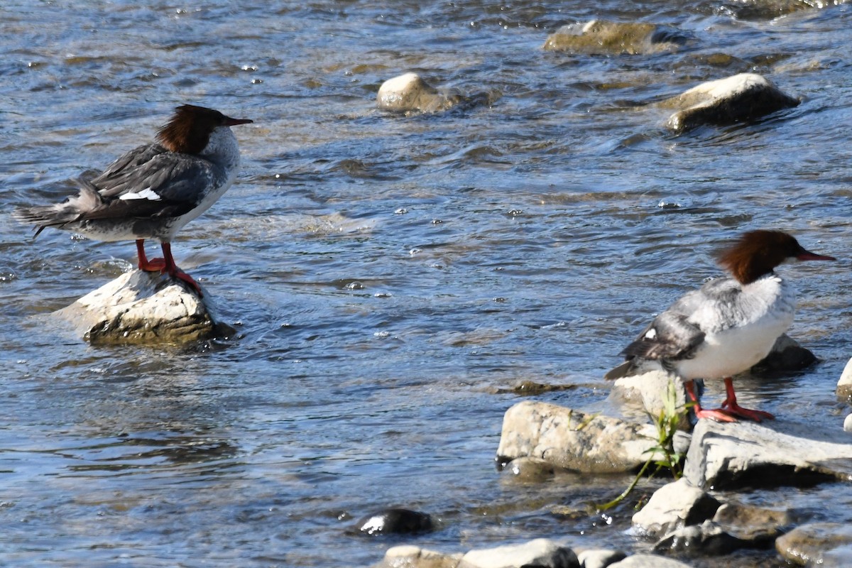 Common Merganser - ML620512313