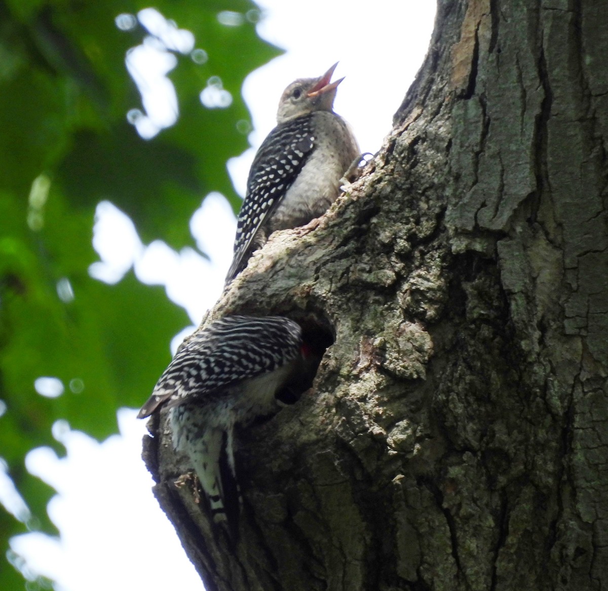 Red-bellied Woodpecker - ML620512315