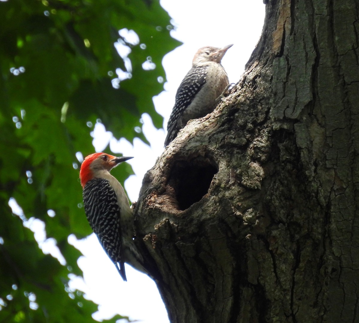 Red-bellied Woodpecker - ML620512316