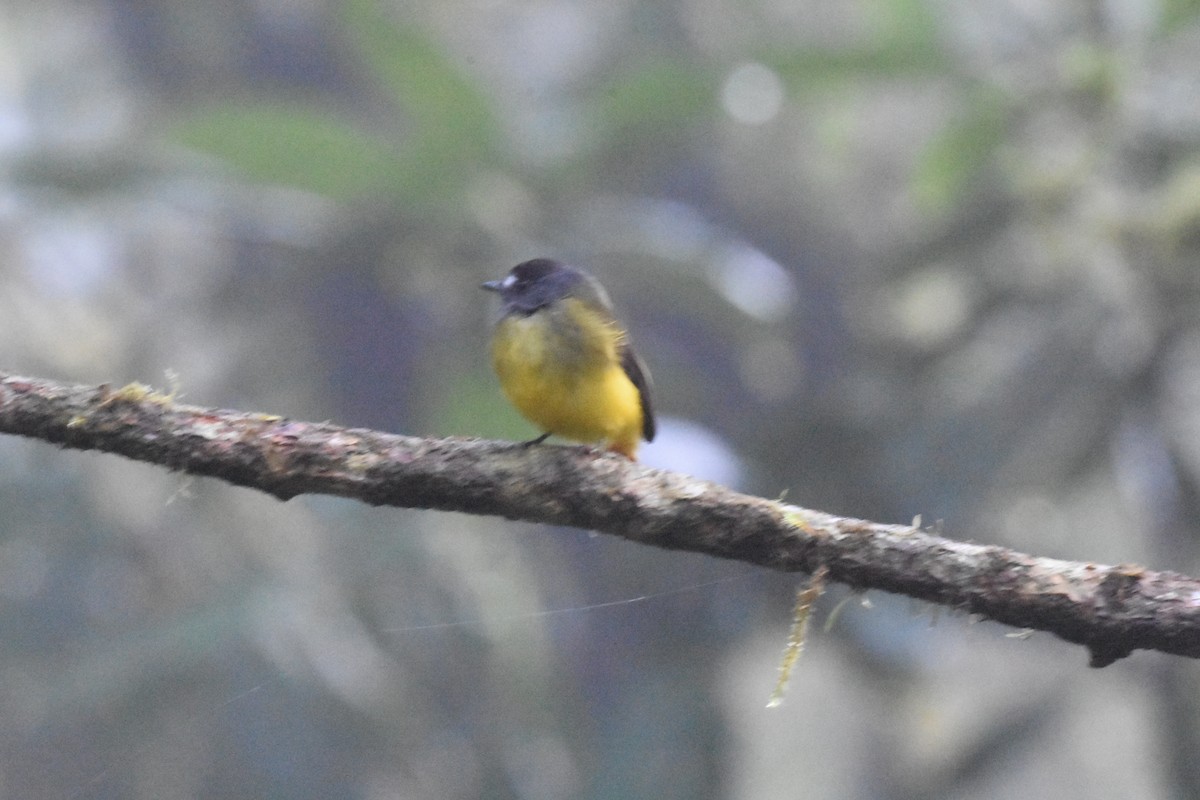 Ornate Flycatcher - Jerry Davis