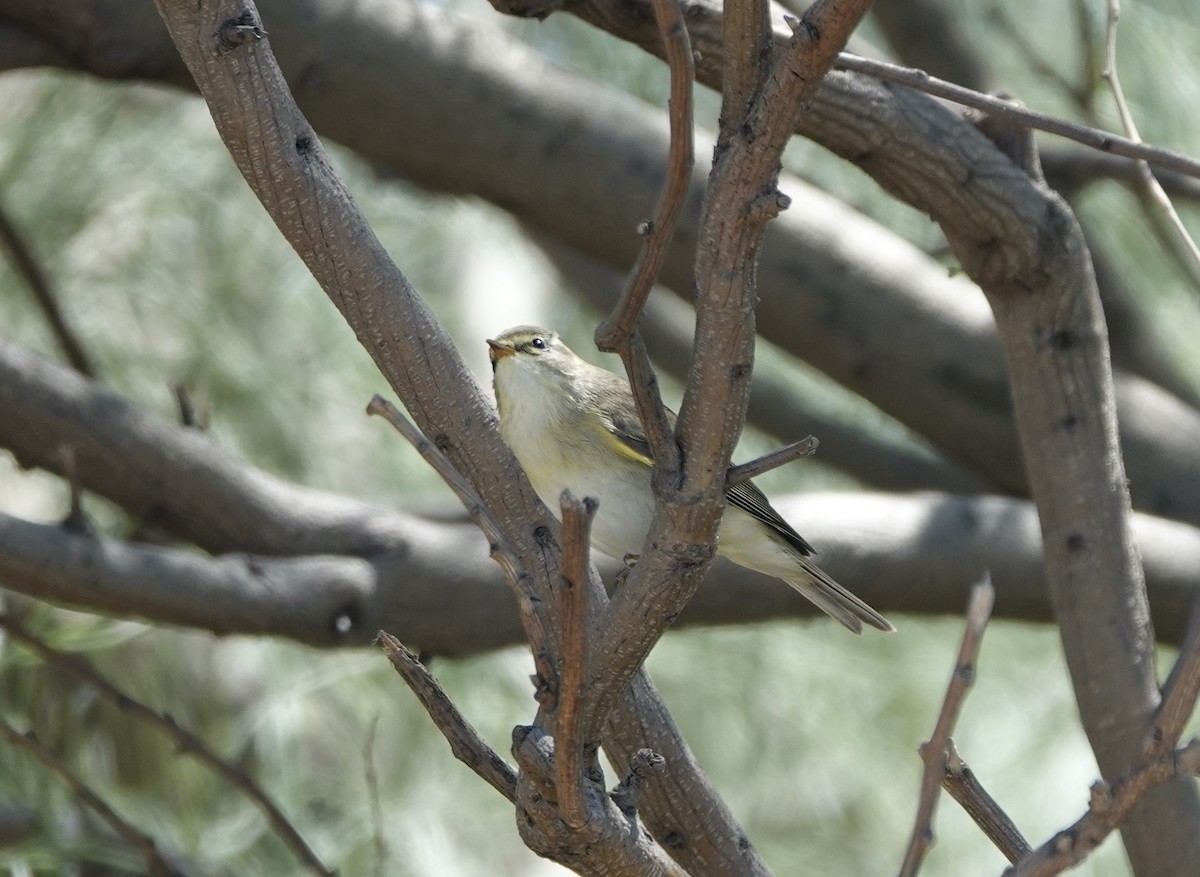 Willow Warbler - ML620512320