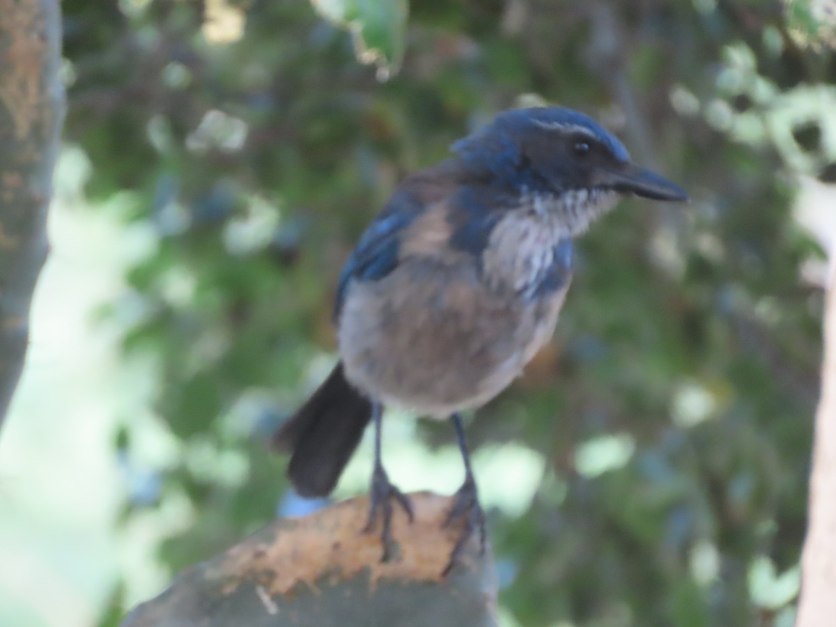 California Scrub-Jay - ML620512323