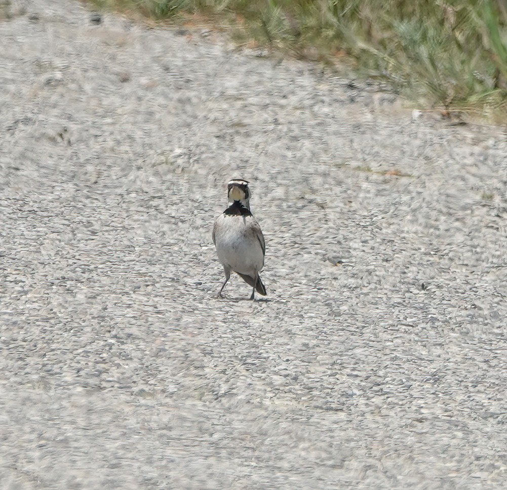 Жайворонок рогатий - ML620512326