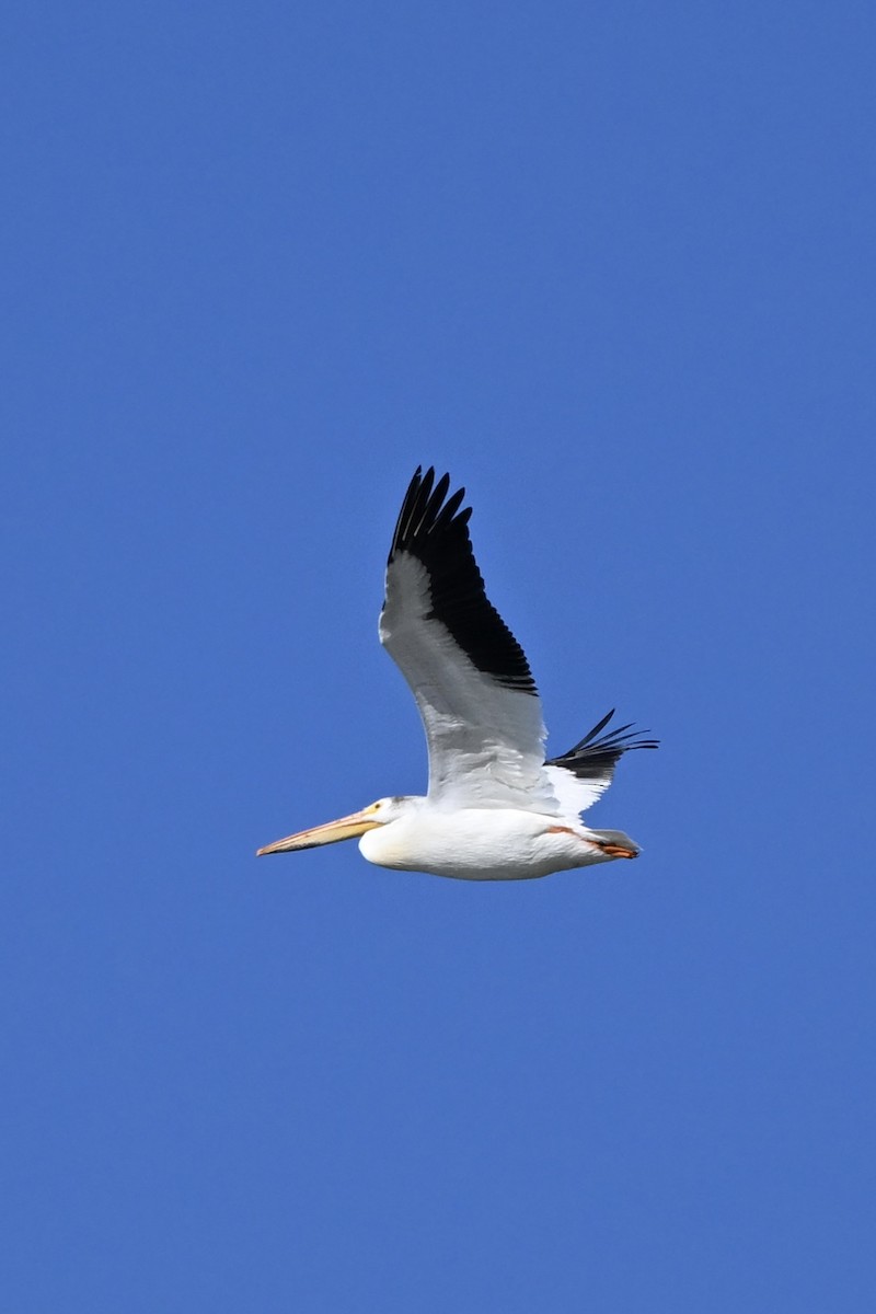 American White Pelican - ML620512332