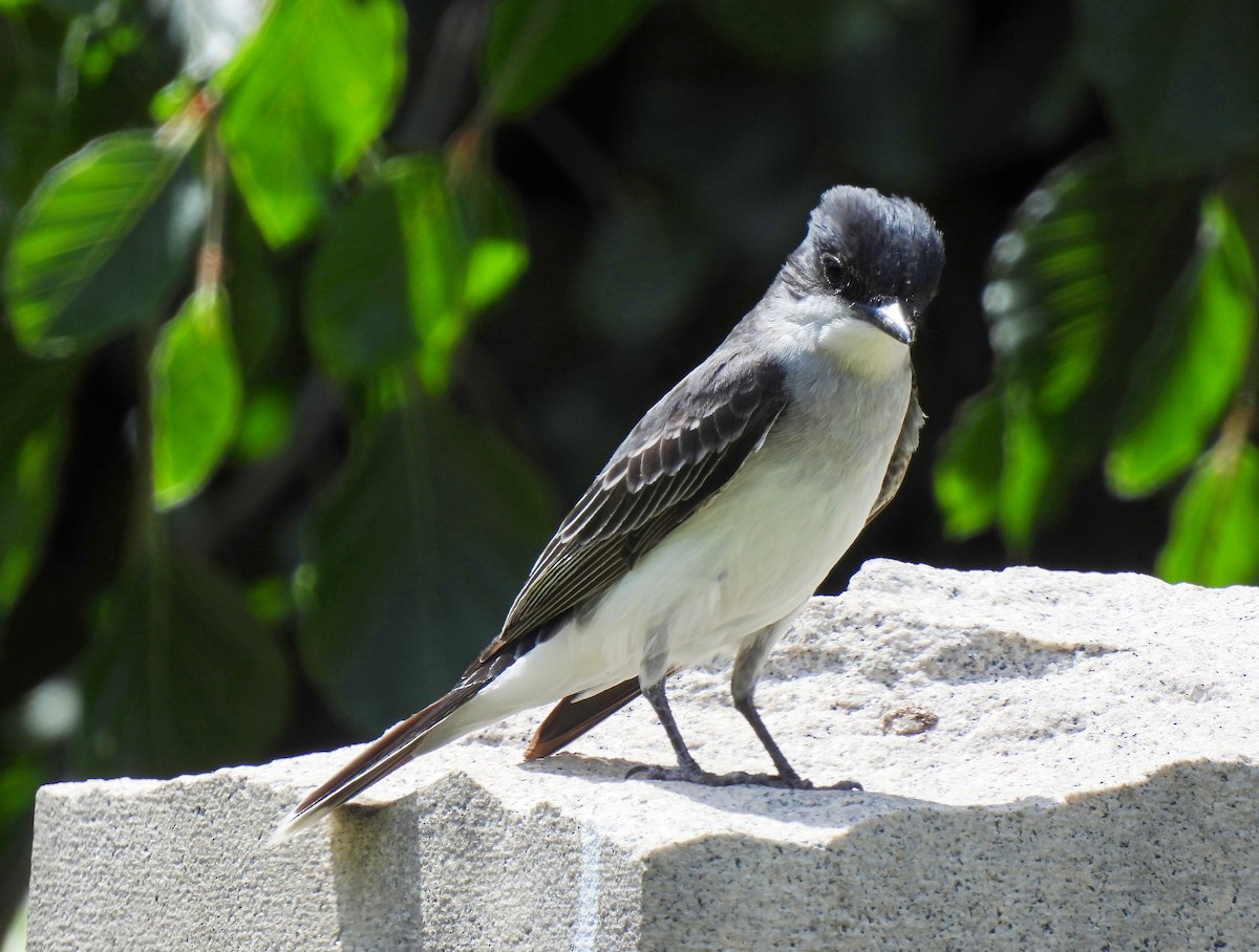 Eastern Kingbird - ML620512338