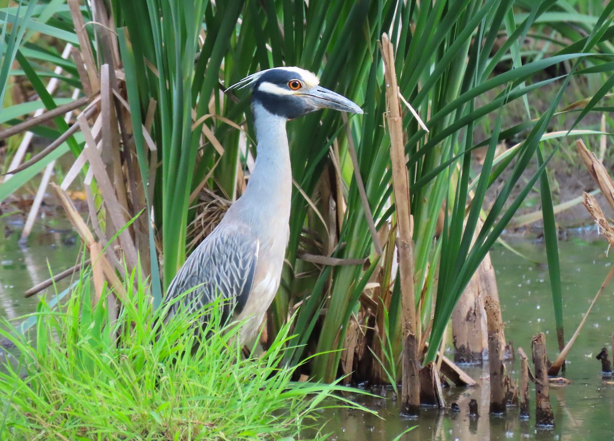 Yellow-crowned Night Heron - ML620512339