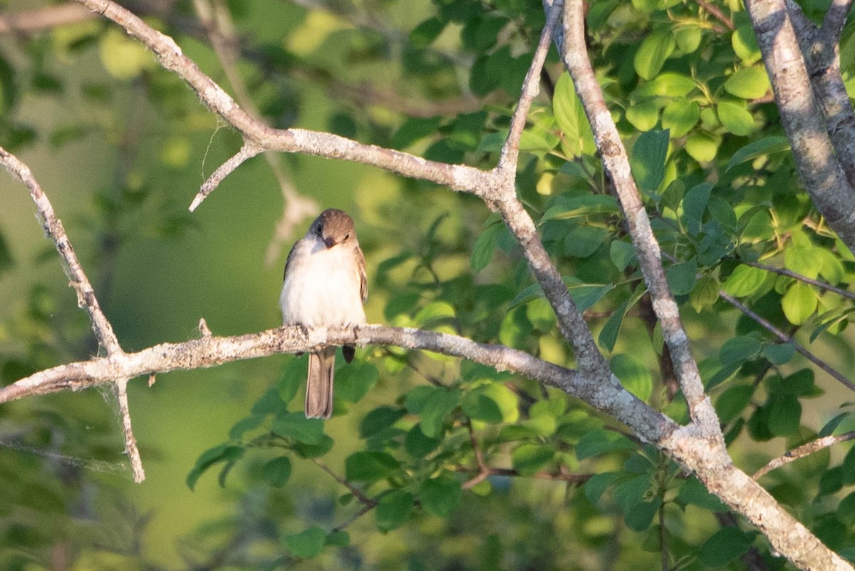 Alder/Willow Flycatcher (Traill's Flycatcher) - ML620512344