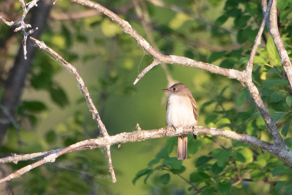 Alder/Willow Flycatcher (Traill's Flycatcher) - ML620512345