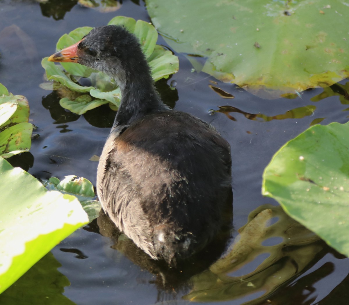 Gallinule d'Amérique - ML620512348