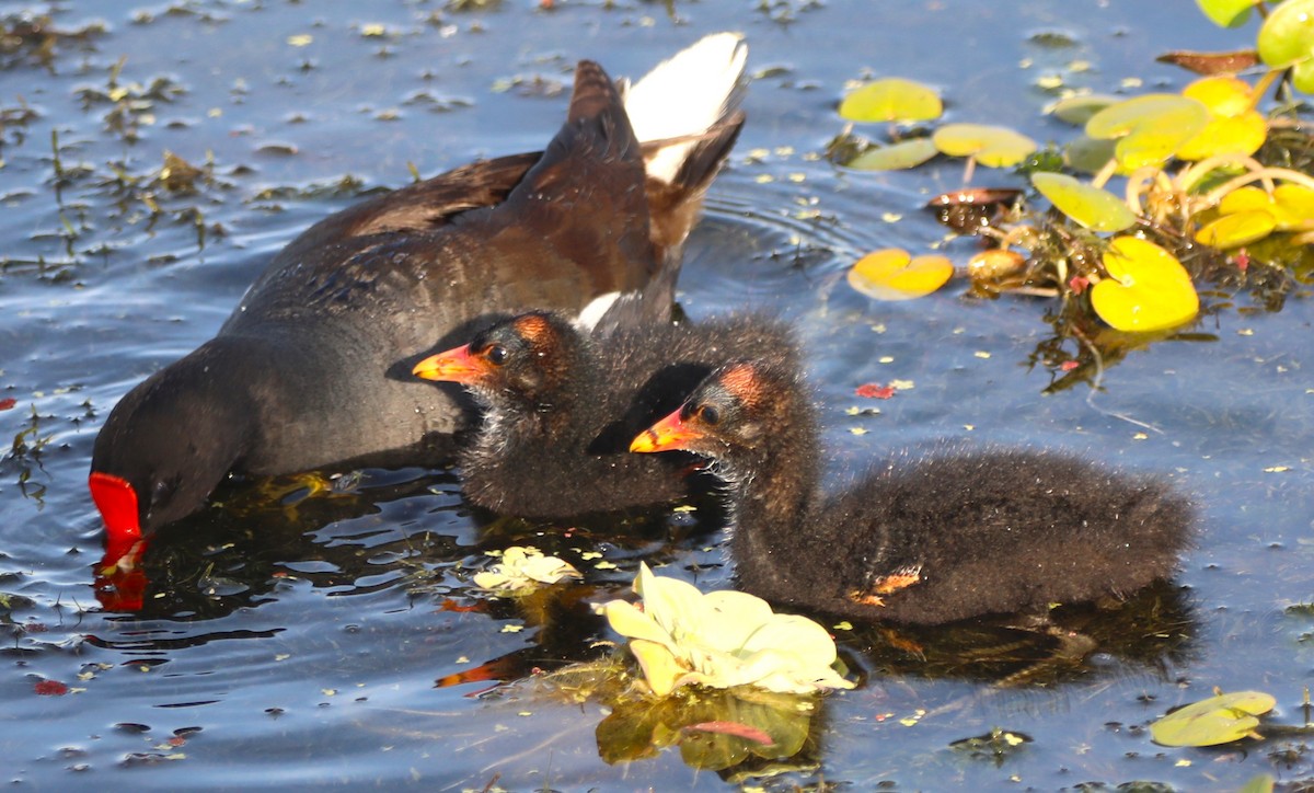 Common Gallinule - ML620512349