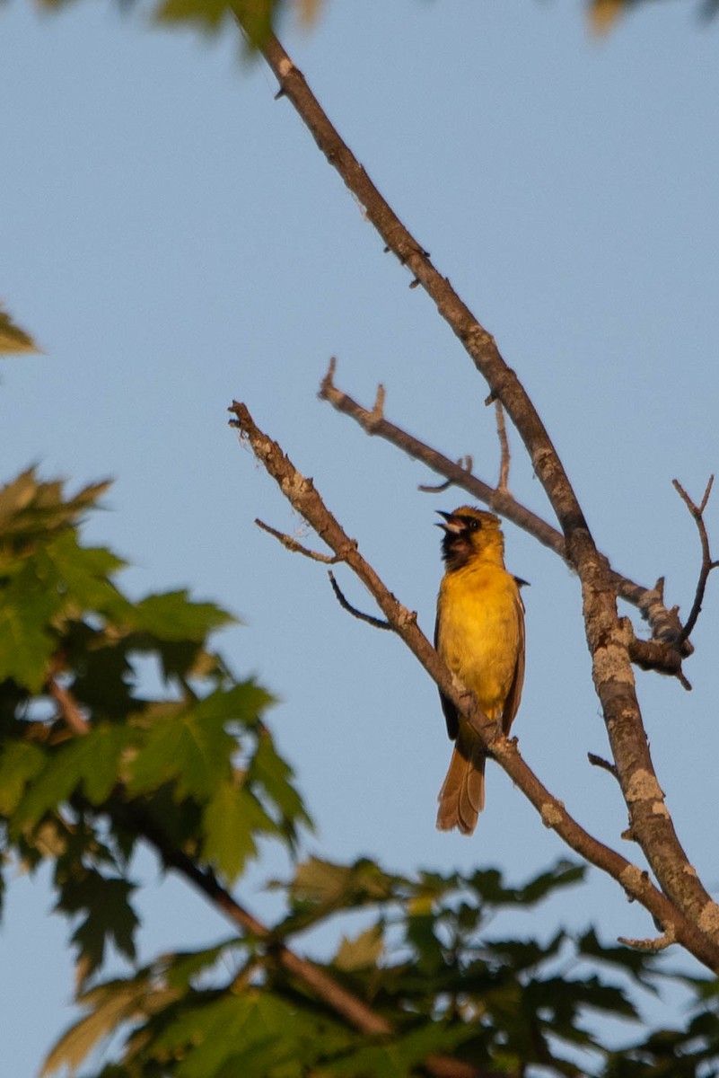 Orchard Oriole - ML620512351