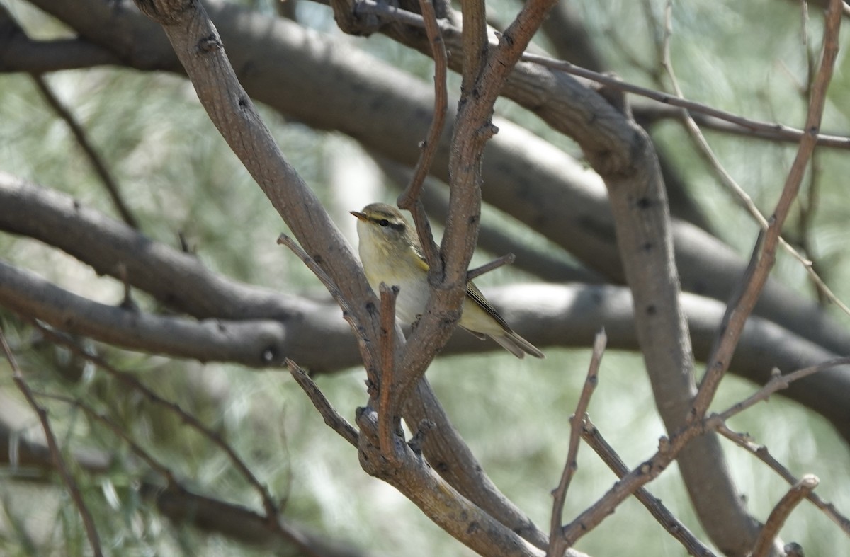 Willow Warbler - ML620512354