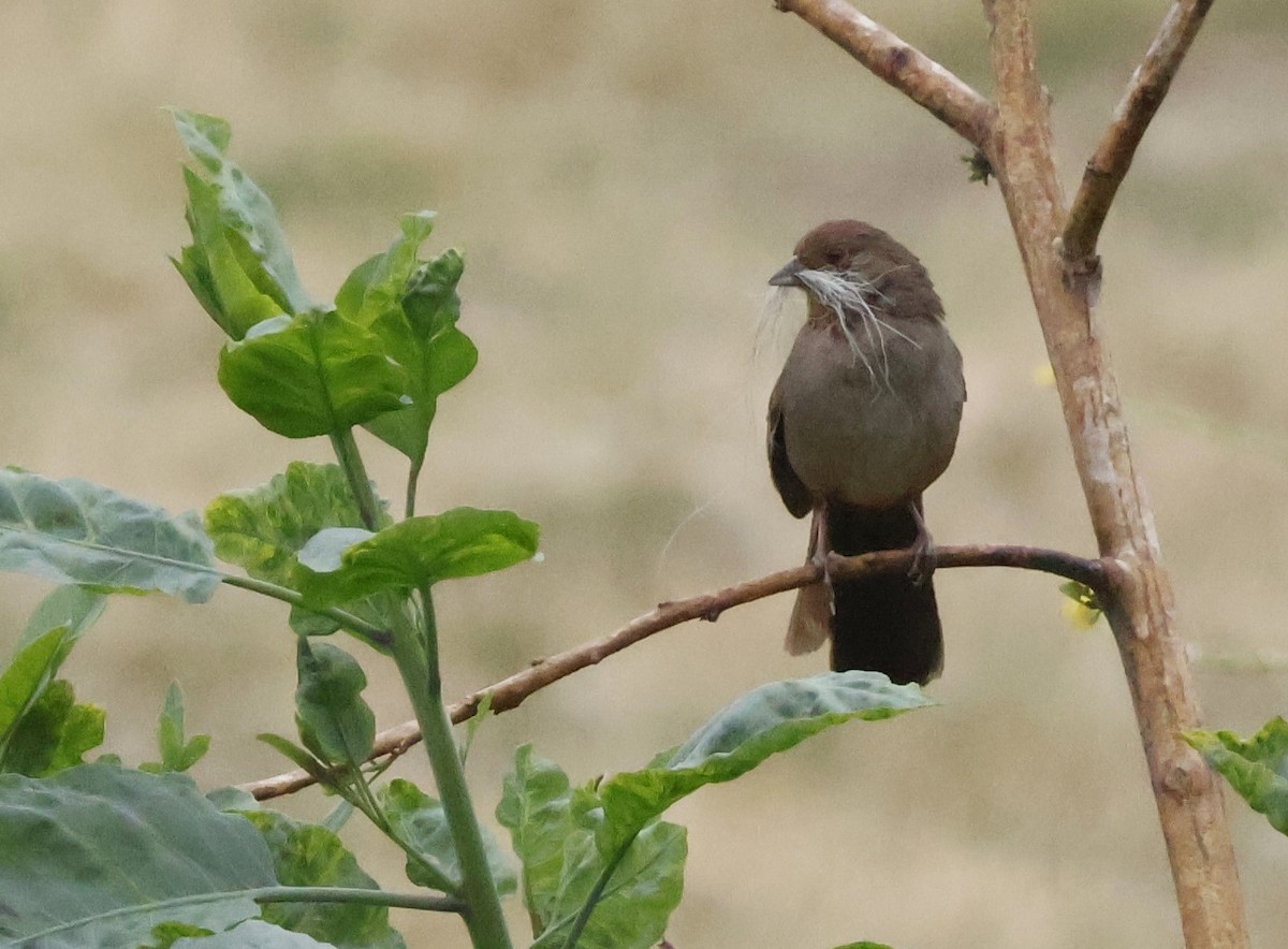 California Towhee - ML620512356