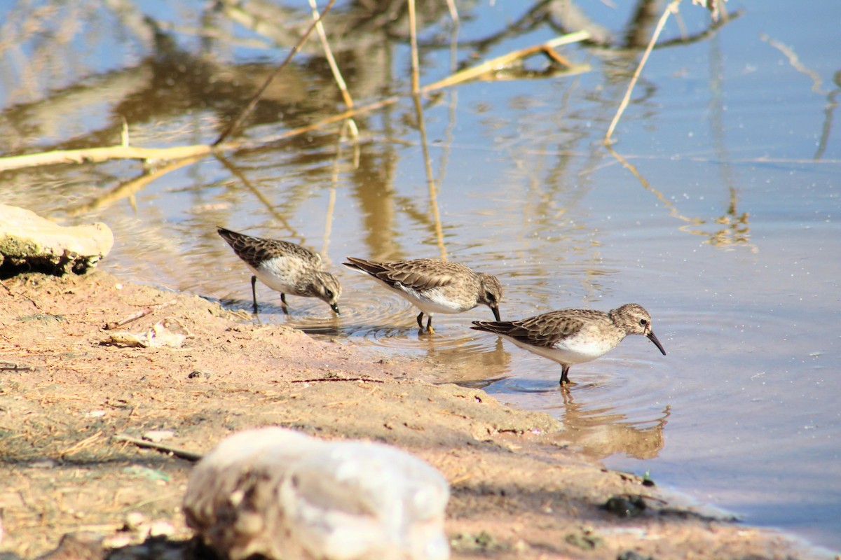 Least Sandpiper - ML620512364