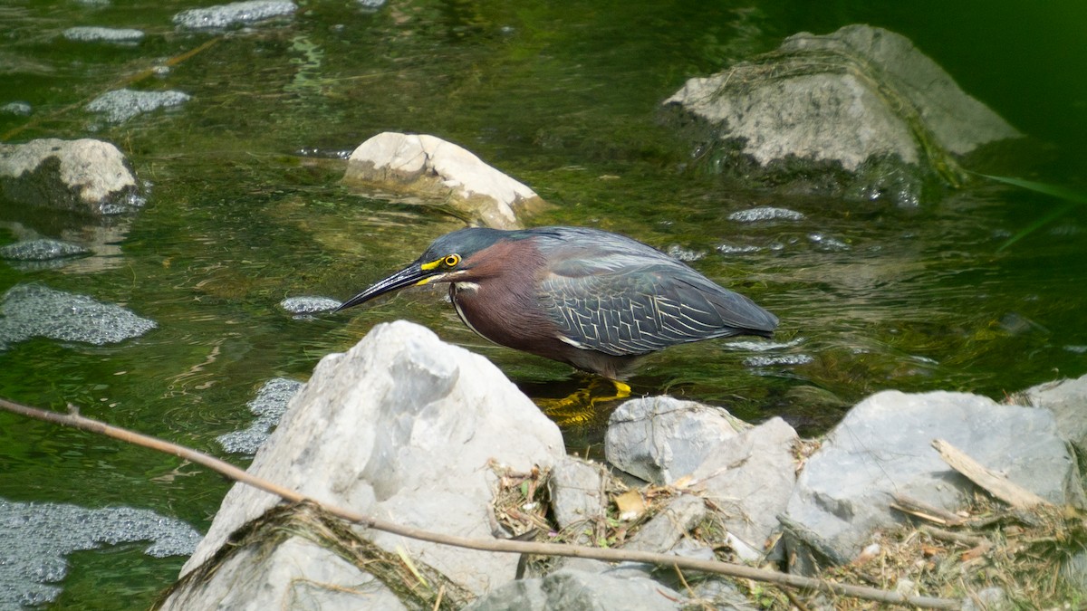 Green Heron - ML620512368