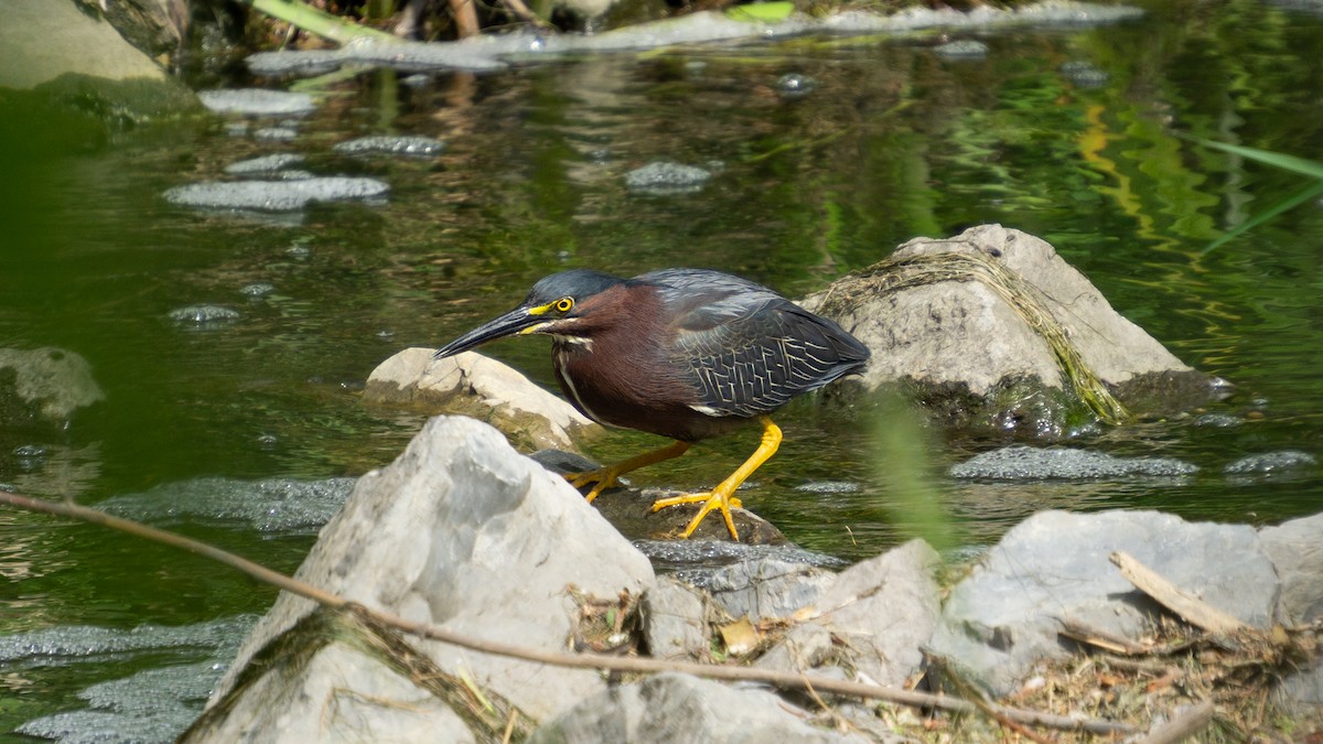 Green Heron - ML620512369