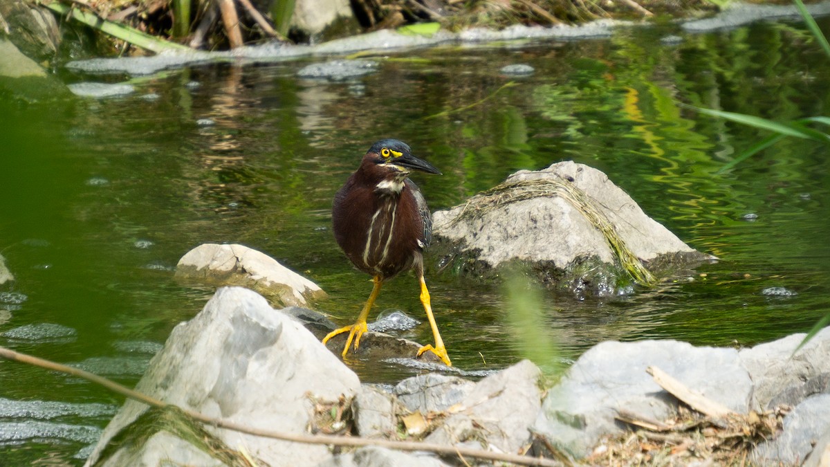 Green Heron - ML620512370