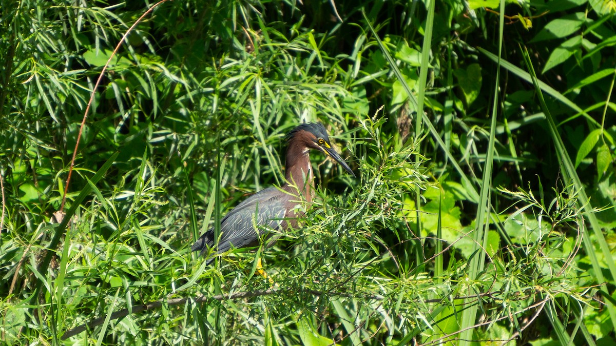 Green Heron - ML620512371