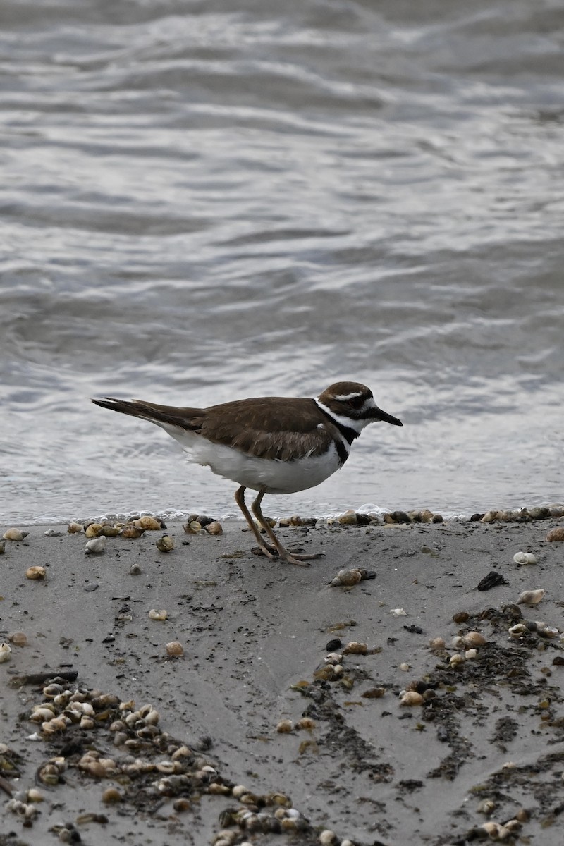 Killdeer - ML620512372