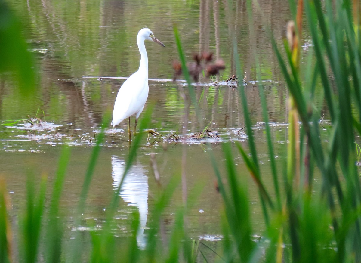 Little Blue Heron - ML620512377